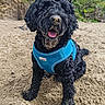 dog, black_dog, sand, beach, harness, outdoor, happy, tongue_out, nature, greenery, cliff, rock, canine, pet, animal, fur, smiling, playful, sunny, daytime