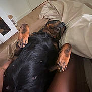 Rokssy participe au concours pour gagner de l'argent avec cette photo : animal, bed, black_fur, blanket, brown_fur, canine, comfort, dog, door, floor, home, human_leg, indoor, legs, lying_down, mirror, paw, pet, relaxed, rottweiler