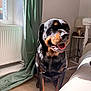 Rokssy participe au concours pour gagner de l'argent avec cette photo : animal, bed, canine, cozy, curtain, dog, floor, fur, happy, home, indoor, lamp, pet, radiator, rottweiler, shadow, smiling, sunlight, table, window
