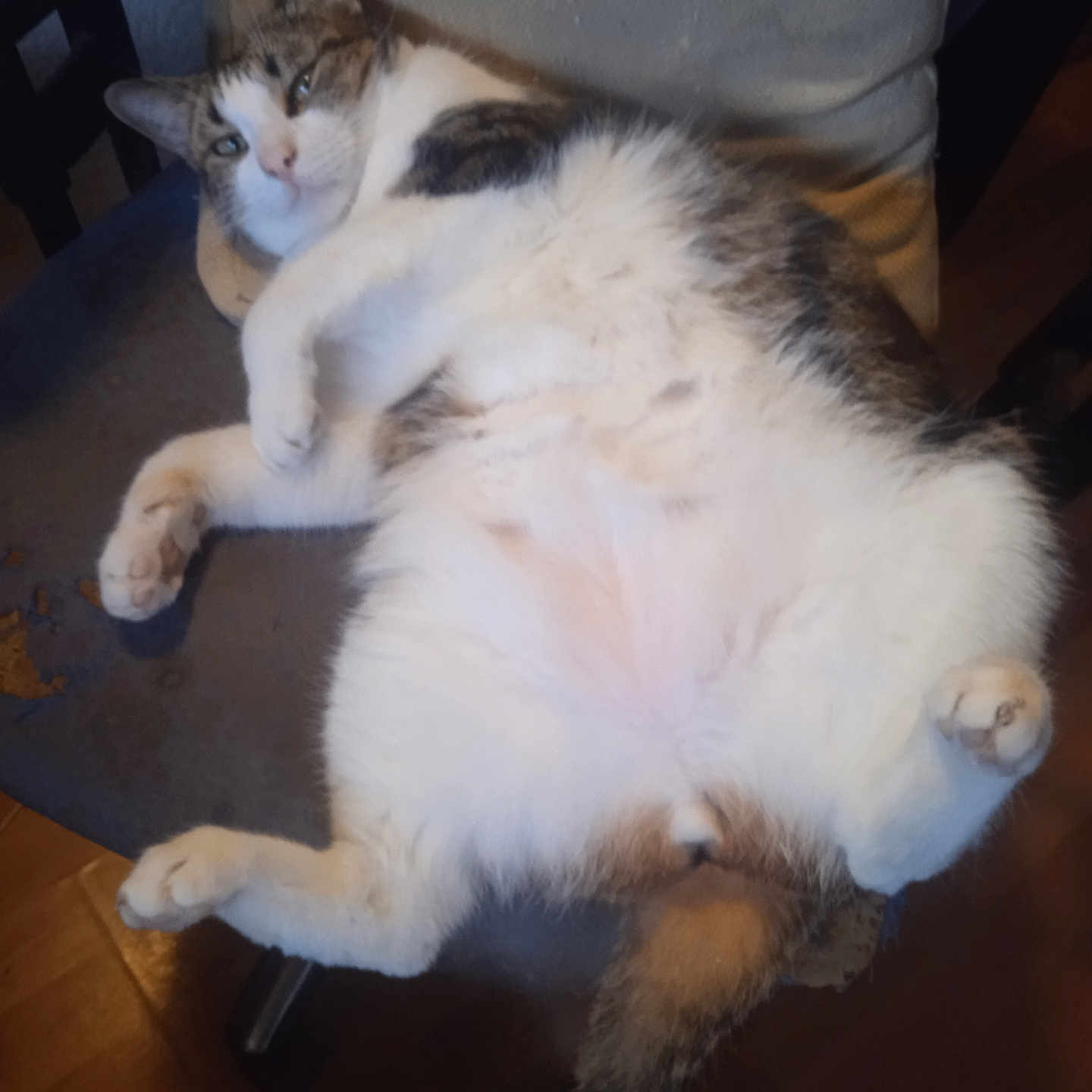 Simba