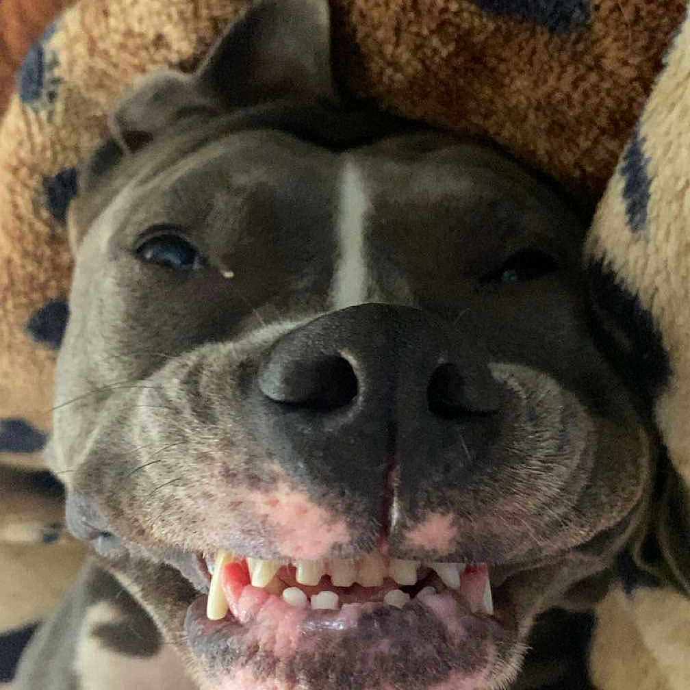 Kiara a rejoint le concours — aidez-le/la à gagner de superbes lots ! animal, ball, blanket, bodypart, boxer, bulldog, canine, dog, frenchbulldog, mouth, person, pet, pitbull, puppy, sleeping, snout, sport, teeth, tennis, tennisball