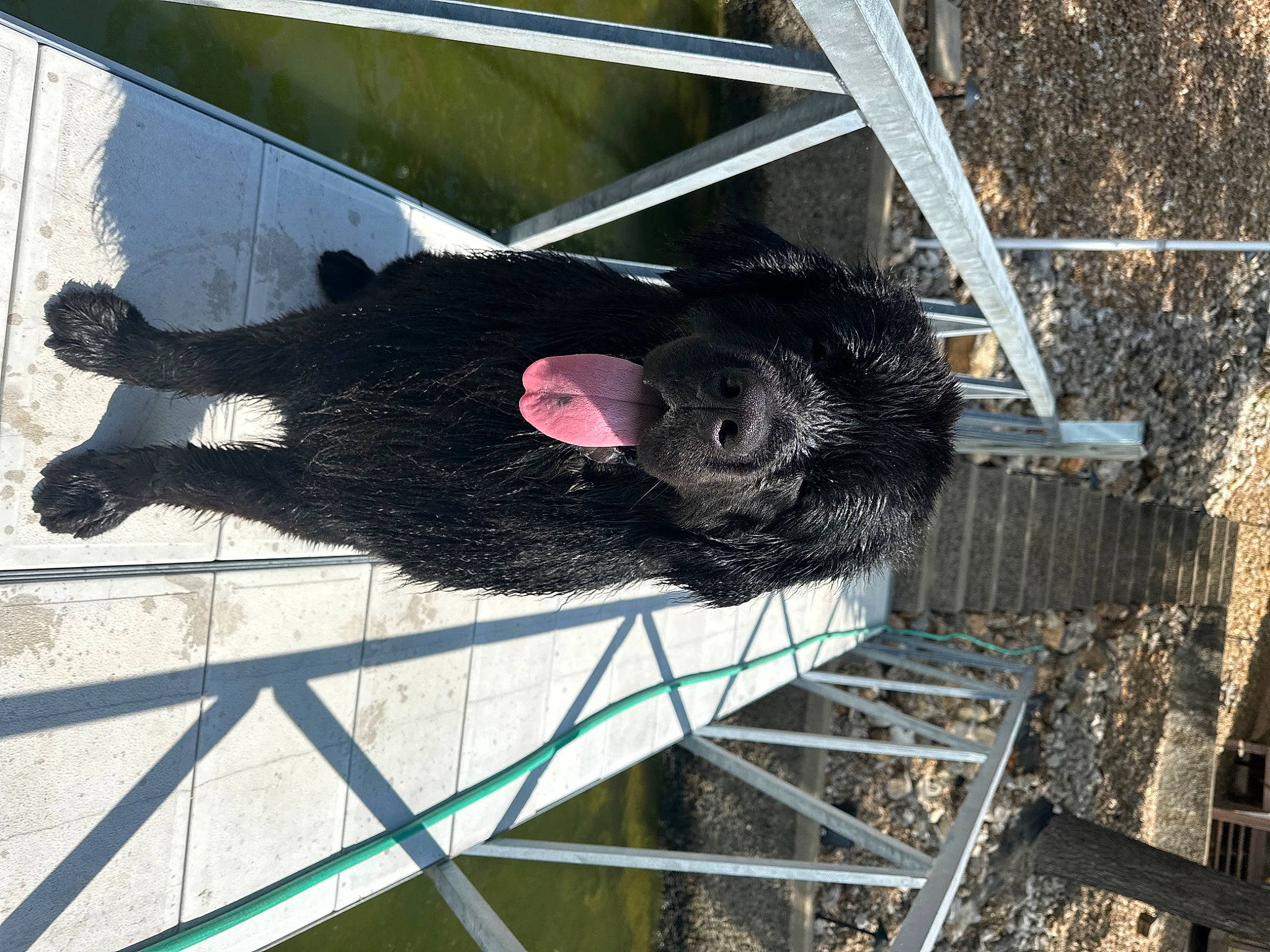 Otis joined the competition — help win amazing prizes! animal_shelter, canidae, dog_breed, fur, metal, snout, sporting_group, tail, terrestrial_animal, working_animal