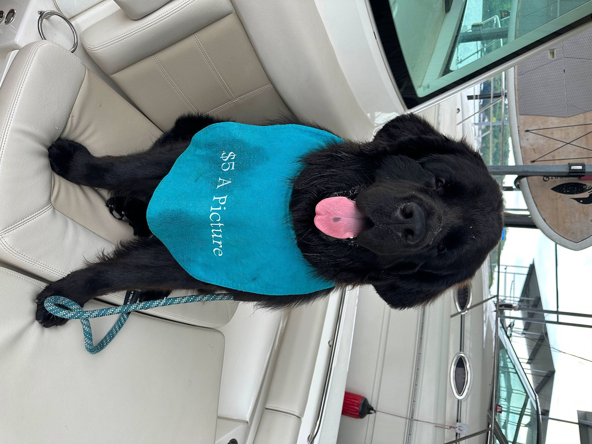 Otis is registered to the contest to win money with this photo: auto_part, automotive_exterior, bag, car_seat, car_seat_cover, electric_blue, family_car, fur, head_restraint, luxury_vehicle, magenta, mammal, motor_vehicle, plush, steering_wheel, stuffed_toy, toy, vehicle, vehicle_door, white