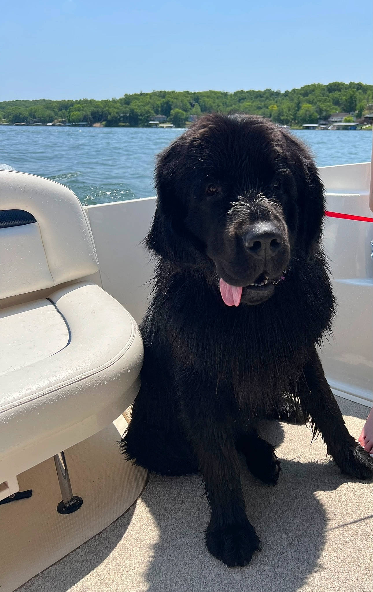Otis joined the competition — help win amazing prizes! boat, canidae, carnivore, companion_dog, dog, dog_breed, dog_collar, fur, giant_dog_breed, lake, sky, snout, sporting_group, tibetan_mastiff, tree, vehicle, water, watercraft, working_animal, working_dog