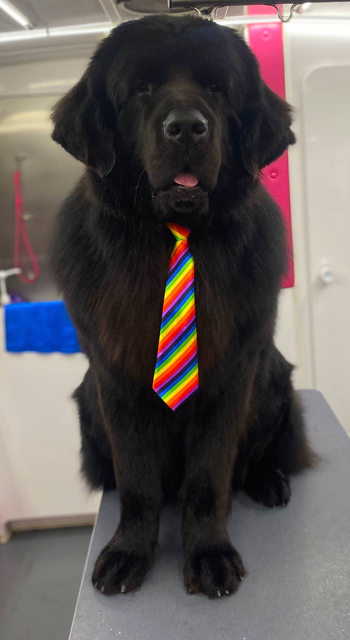 Otis joined the competition — help win amazing prizes! borador, canidae, carnivore, collar, companion_dog, dog, dog_breed, dog_collar, fur, guard_dog, gun_dog, leash, liver, pet_supply, snout, sporting_group, tail, terrestrial_animal, working_animal, working_dog