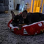 Reggie is registered to the contest to win money with this photo: carpet, christmas_bed, cozy, cute, decor, dog, ears, flooring, fur, holiday, home, indoor, lantern, looking, pet, puppy, resting, small_dog, snuggling, warm_light