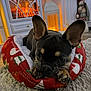 black, brown, carpet, christmas, cozy, cute, decorations, dog, ears, fireplace, french_bulldog, holiday_decor, home, indoor, lantern, pet_bed, puppy, relaxed, resting, warm_lighting