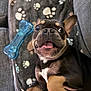 dog, french_bulldog, puppy, toy, blue_bone, blanket, paw_print, couch, happy, playful, pet, indoor, closeup, smiling, canine, fur, ears, tongue, expression, cute