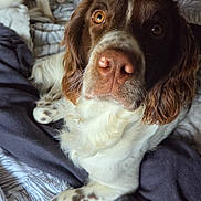 Vasko a rejoint le concours — aidez-le/la à gagner de superbes lots ! dog, brown_and_white, close_up, lying_down, blanket, patterned, gray_cloth, indoor, floor_tiles, another_dog, pet, animal, fur, expressive_eyes, cozy, resting, domestic, companion, cute, canine
