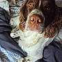 dog, brown_and_white, close_up, lying_down, blanket, patterned, gray_cloth, indoor, floor_tiles, another_dog, pet, animal, fur, expressive_eyes, cozy, resting, domestic, companion, cute, canine