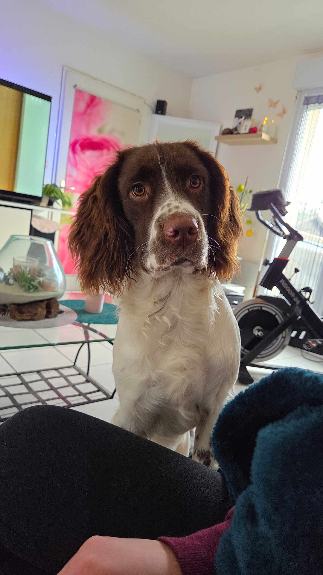 Vasko a rejoint le concours — aidez-le/la à gagner de superbes lots ! dog, brown_and_white, living_room, exercise_bike, glass_table, plant, candle, window, person_arm, curious, indoor, floor_tiles, modern_furniture, decor, sitting, pet, close_up, home, natural_light, relaxed