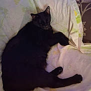 Shadow is registered to the contest to win money with this photo: bed, bedding, bedroom, black_cat, cat, ears, feline, floral_pattern, fur, indoors, low_light, lying_down, paws, pet, pillow, relaxed, resting, sleeping, tail, whiskers