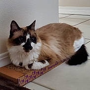 Panda joined the competition — help win amazing prizes! cat, fluffy, multi_colored, lying_down, cardboard_scratch_pad, indoor, tile_floor, resting, pet, feline, whiskers, ears, tail, close_up, domestic_cat, cute, relaxed, animal, corner, wall