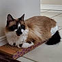 cat, fluffy, multi_colored, lying_down, cardboard_scratch_pad, indoor, tile_floor, resting, pet, feline, whiskers, ears, tail, close_up, domestic_cat, cute, relaxed, animal, corner, wall