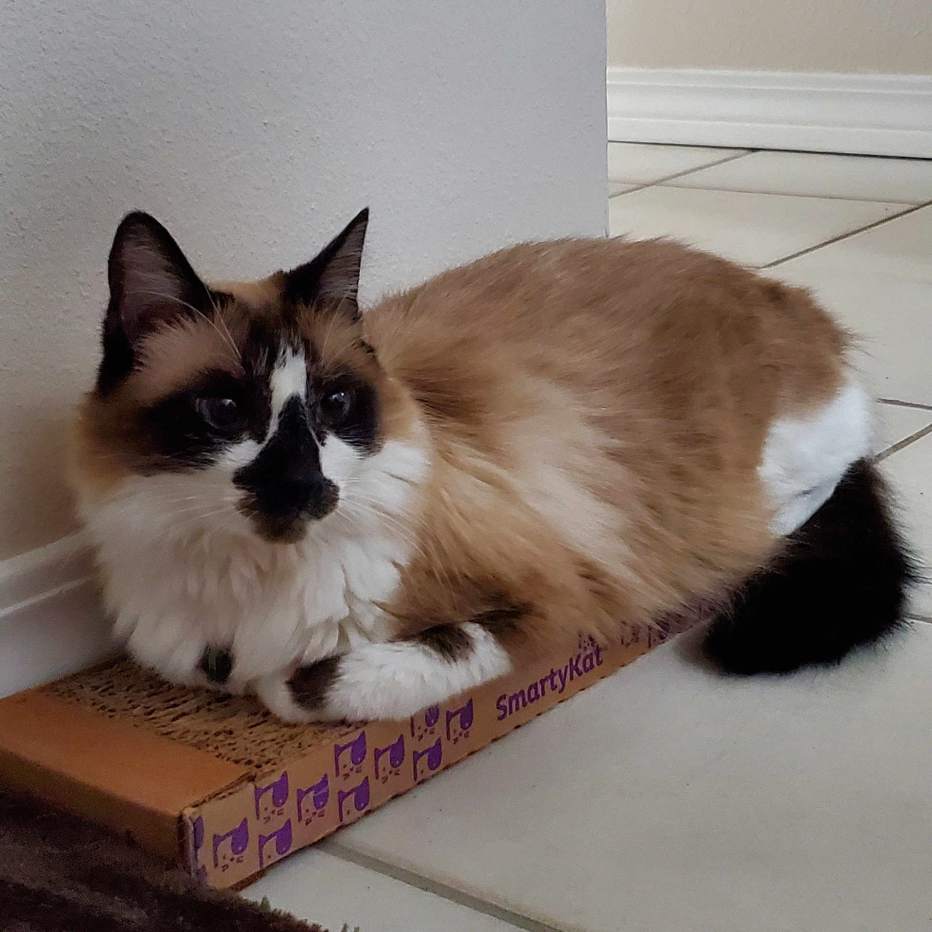 Panda joined the competition — help win amazing prizes! cat, fluffy, multi_colored, lying_down, cardboard_scratch_pad, indoor, tile_floor, resting, pet, feline, whiskers, ears, tail, close_up, domestic_cat, cute, relaxed, animal, corner, wall