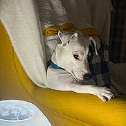 Victor participe au concours pour gagner de l'argent avec cette photo : dog, white_dog, black_patch, yellow_chair, blanket, cozy, indoor, pet, relaxed, fur, paw, looking, mischievous, animal, collar, furniture, home, resting, cute, portrait