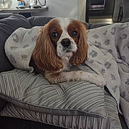 Kody joined the competition — help win amazing prizes! animal, blanket, brown_and_white, cavalier_king_charles_spaniel, couch, cozy, curtains, dog, domestic_dog, floor, fur, home, indoor, living_room, looking_at_camera, modern_kitchen, pet, pillow, relaxed, soft_texture