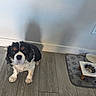 Bailey joined the competition — help win amazing prizes! dog, cavalier_king_charles_spaniel, pet, indoor, wooden_floor, feeding_bowls, dog_bowl, mat, shadow, wall, flooring, looking_up, tricolor, cute, animal, companion, fur, ears, sitting, domestic