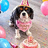 Bailey is registered to the contest to win money with this photo: dog, birthday, party_hat, bandana, cake, candle, confetti, balloons, floor, celebration, pink, blue, yellow, pet, festive, cute, indoor, food, animal, portrait