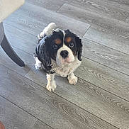 Bailey is registered to the contest to win money with this photo: dog, cavalier_king_charles_spaniel, pet, indoor, floor, wooden_floor, curious, sitting, black, white, brown, fur, small_dog, companion, animal, cute, looking_up, chair_leg, domestic, friendly