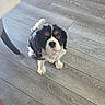 dog, cavalier_king_charles_spaniel, pet, indoor, floor, wooden_floor, curious, sitting, black, white, brown, fur, small_dog, companion, animal, cute, looking_up, chair_leg, domestic, friendly