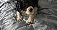 Bailey is registered to the contest to win money with this photo: dog, bed, blanket, indoor, pet, animal, resting, fur, black, white, brown, cute, looking_up, cozy, home, texture, paw, sleepy, companion, relaxing