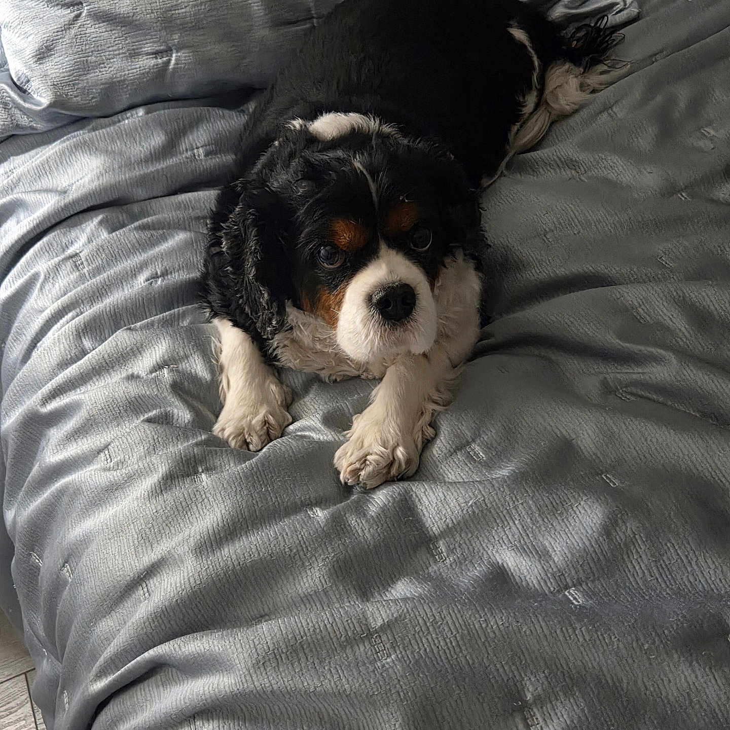 Bailey