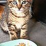 Pin'S participe au concours pour gagner de l'argent avec cette photo : kitten, tabby, cat, blue_eyes, fur, cereal, bowl, milk, food, indoor, floor, curious, pet, animal, closeup, young, feline, whiskers, sitting, cute