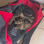 Pin'S a rejoint le concours — aidez-le/la à gagner de superbes lots ! cat, tabby, sleeping, backpack, red, black, floor, tile, indoor, pet, feline, cozy, resting, curled_up, animal, domestic_animal, soft, quiet, relaxed, cute