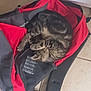 cat, tabby, sleeping, backpack, red, black, floor, tile, indoor, pet, feline, cozy, resting, curled_up, animal, domestic_animal, soft, quiet, relaxed, cute