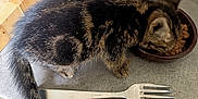 Pin'S a rejoint le concours — aidez-le/la à gagner de superbes lots ! kitten, cat, tabby, eating, food, bowl, fork, fur, pet, animal, indoor, closeup, whiskers, tail, cute, feline, domestic, young, mammal, table