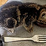 kitten, cat, tabby, eating, food, bowl, fork, fur, pet, animal, indoor, closeup, whiskers, tail, cute, feline, domestic, young, mammal, table