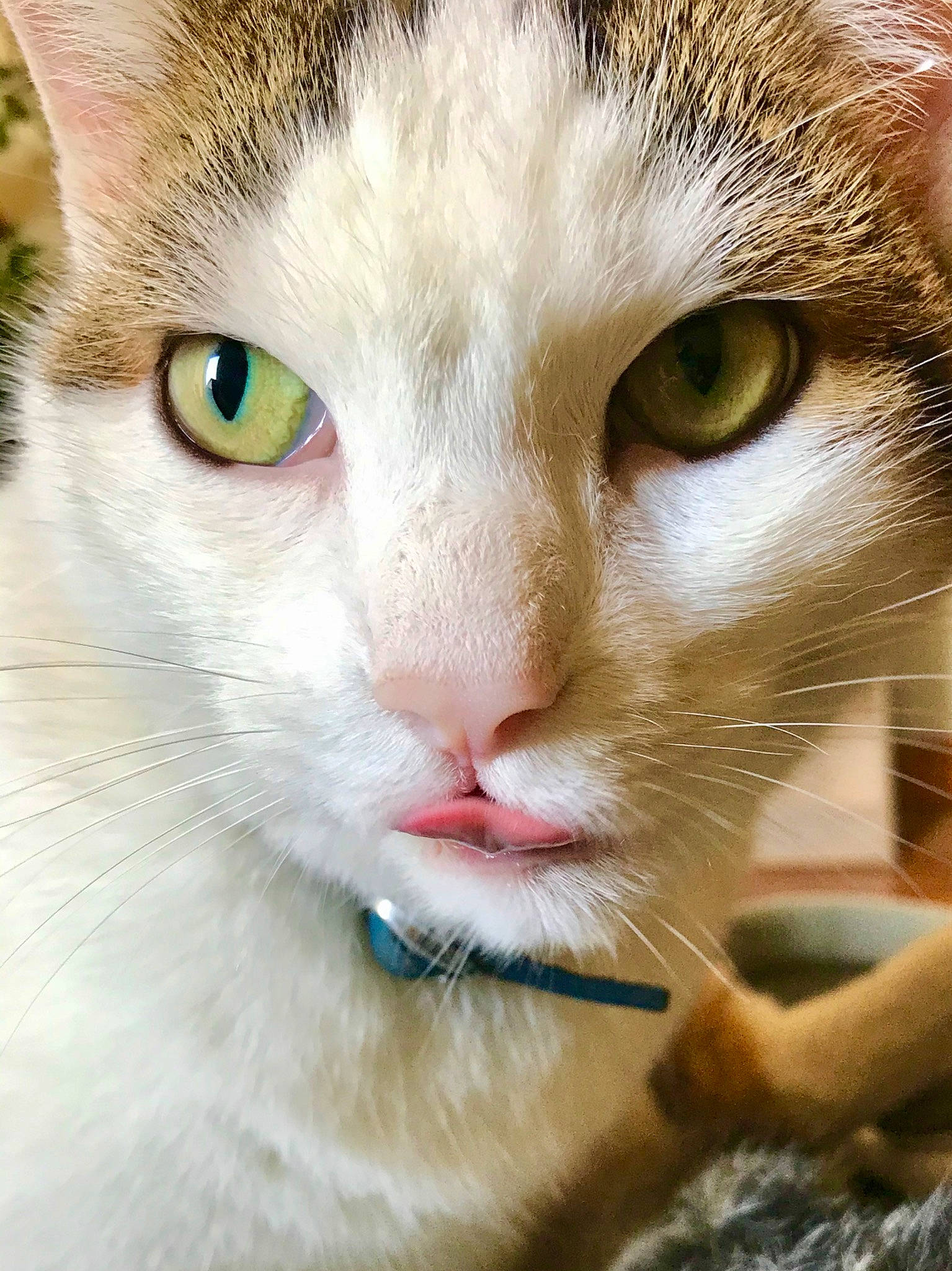 Merlin participe au concours pour gagner de l'argent avec cette photo : carnivore, cat, close_up, collar, curious, domestic_short_haired_cat, fawn, felidae, fur, iris, pet_supply, photography, small_to_medium_sized_cats, snout, terrestrial_animal, vertebrate, whiskers, yellow