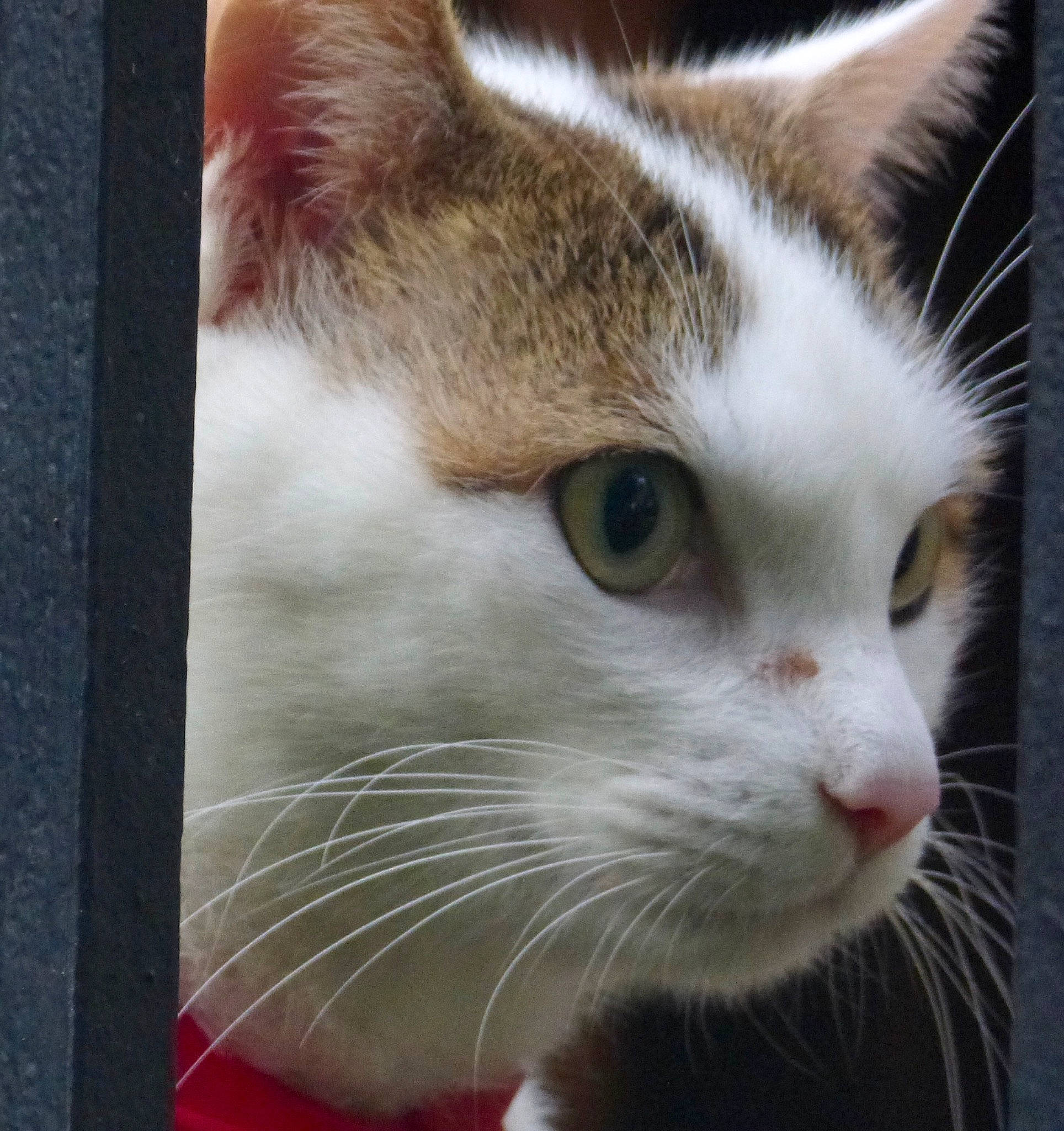 Merlin participe au concours pour gagner de l'argent avec cette photo : aegean_cat, american_wirehair, asian, carnivore, cat, close_up, domestic_short_haired_cat, ear, european_shorthair, eye, fawn, felidae, fur, kitten, mammal, nose, small_to_medium_sized_cats, snout, tabby_cat, whiskers