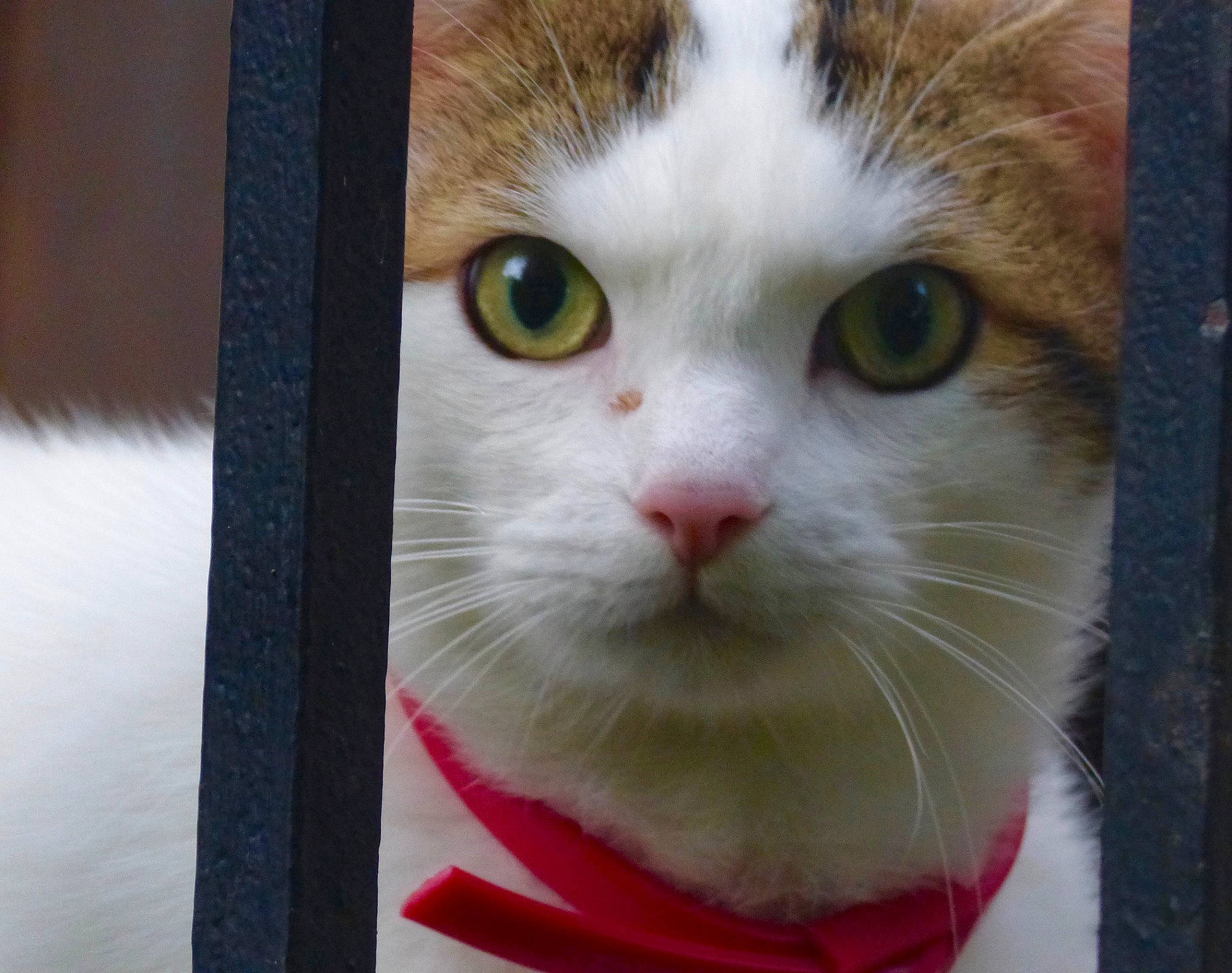 Merlin a rejoint le concours — aidez-le/la à gagner de superbes lots ! aegean_cat, american_wirehair, asian, carnivore, cat, domestic_short_haired_cat, eye, felidae, japanese_bobtail, kitten, mammal, nose, polydactyl_cat, small_to_medium_sized_cats, snout, turkish_van, whiskers