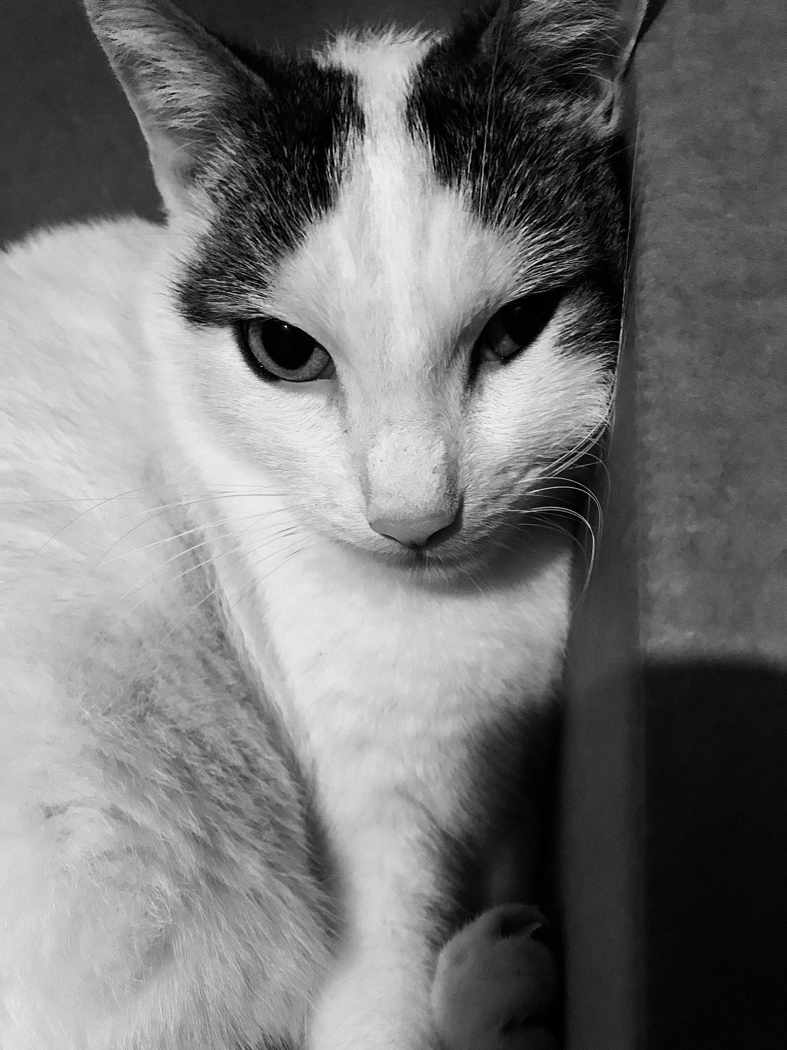 Merlin participe au concours pour gagner de l'argent avec cette photo : black, black_and_white, carnivore, cat, domestic_short_haired_cat, felidae, fur, monochrome_photography, small_to_medium_sized_cats, snout, stock_photography, style, vertebrate, whiskers, white