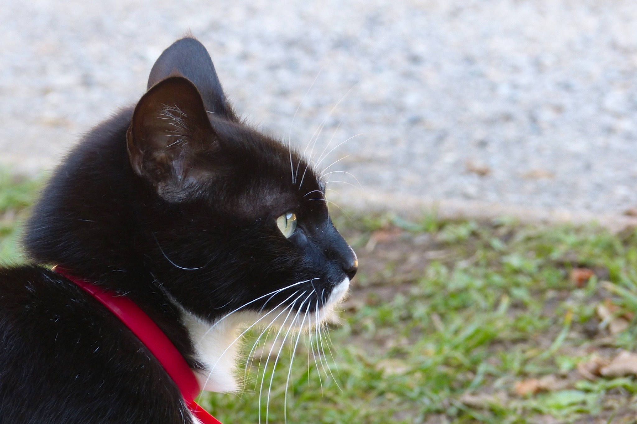 Scat a rejoint le concours — aidez-le/la à gagner de superbes lots ! black_cat, burmese, carnivore, cat, domestic_short_haired_cat, felidae, grass, mammal, small_to_medium_sized_cats, snout, vertebrate, whiskers