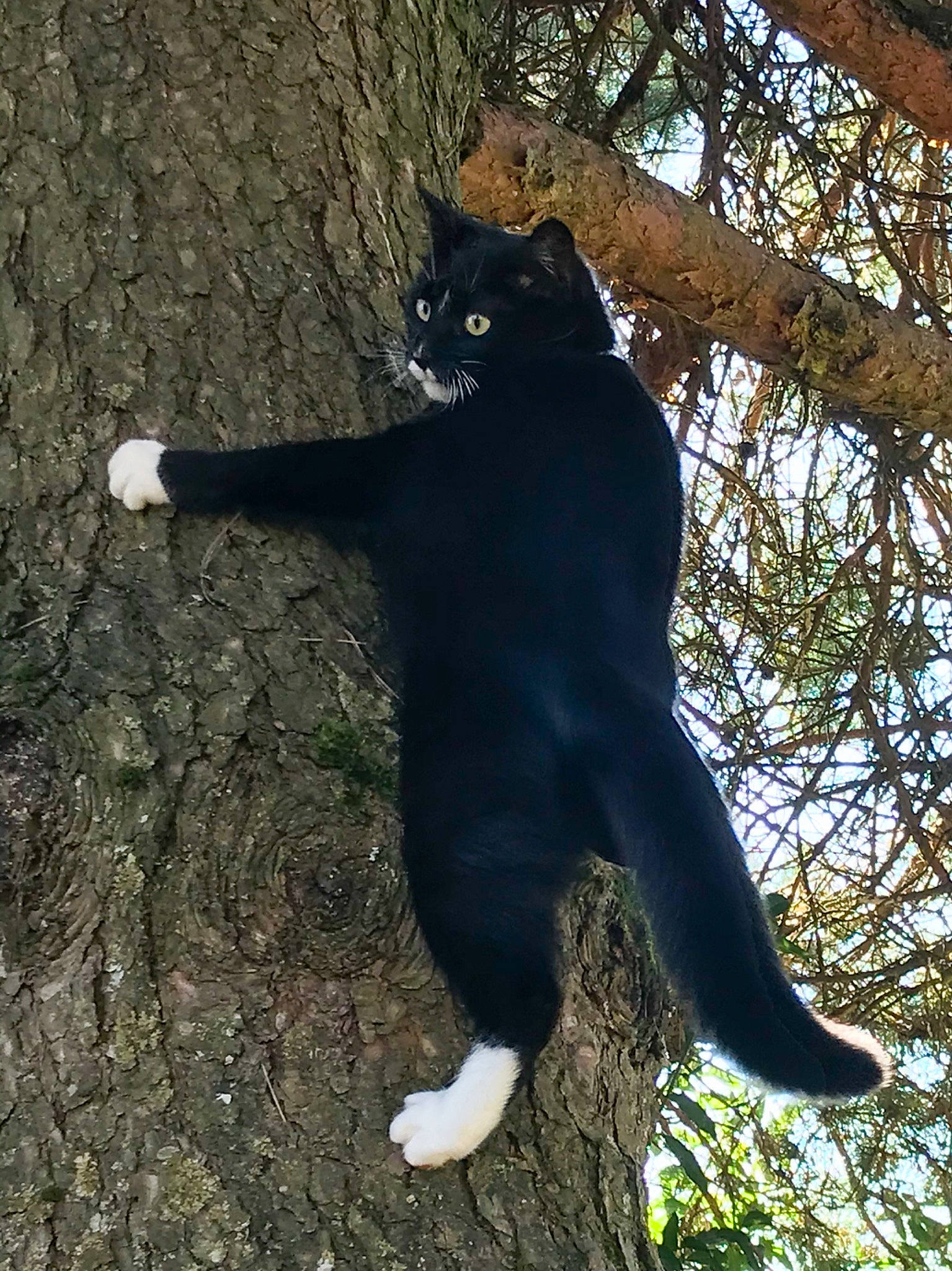 Scat a rejoint le concours — aidez-le/la à gagner de superbes lots ! black_cat, branch, carnivore, cat, felidae, fur, organism, plant, small_to_medium_sized_cats, tail, tree, trunk, whiskers