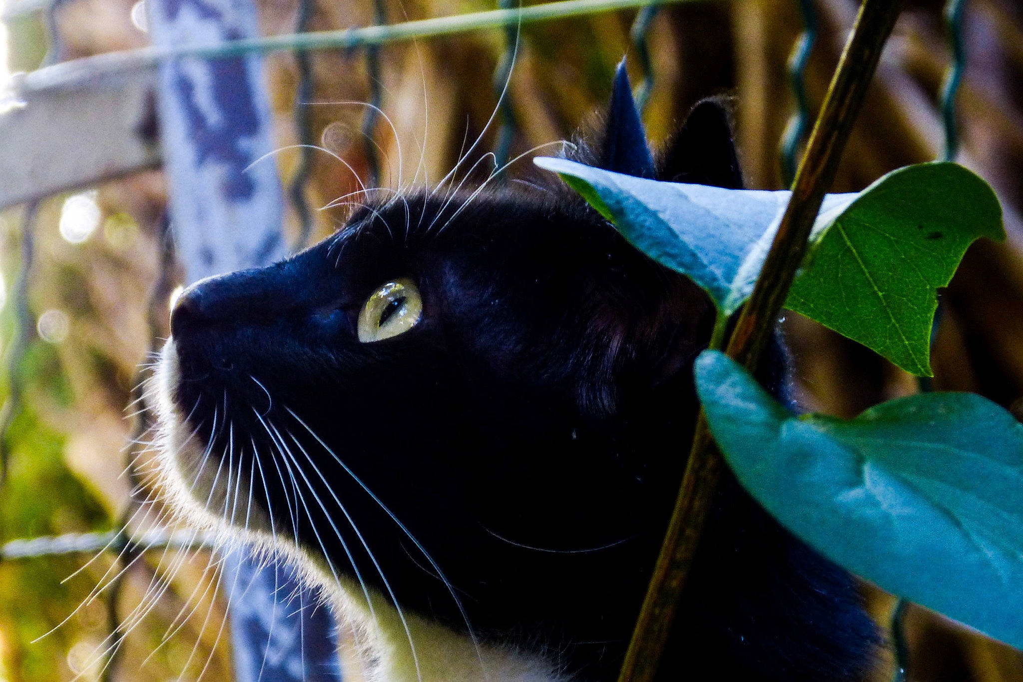 Scat participe au concours pour gagner de l'argent avec cette photo : black_cat, burmese, carnivore, cat, eye, felidae, fur, grass, green, organism, plant, small_to_medium_sized_cats, snout, whiskers