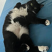 Pixy a rejoint le concours — aidez-le/la à gagner de superbes lots ! cat, black_and_white, feline, pet, lying_down, bed, blue_sheet, whiskers, paws, fur, indoor, cute, playful, relaxed, animal, mammal, domestic_animal, looking_up, wide_eyes, resting