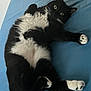 cat, black_and_white, feline, pet, lying_down, bed, blue_sheet, whiskers, paws, fur, indoor, cute, playful, relaxed, animal, mammal, domestic_animal, looking_up, wide_eyes, resting