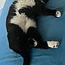 Pixy a rejoint le concours — aidez-le/la à gagner de superbes lots ! cat, tuxedo_cat, black_and_white, lying_down, bed, blue_bed_sheet, pet, animal, whiskers, paws, fur, indoor, relaxed, cute, wide_eyes, playful, feline, resting, domestic_cat, curled_paws