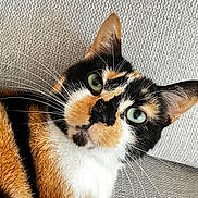 Sky participe au concours pour gagner de l'argent avec cette photo : cat, calico_cat, pet, close_up, green_eyes, whiskers, fur, texture, indoor, relaxed, curious, animal, mammal, portrait, face, ear, nose, background, fabric, domestic_cat