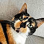 cat, calico_cat, pet, close_up, green_eyes, whiskers, fur, texture, indoor, relaxed, curious, animal, mammal, portrait, face, ear, nose, background, fabric, domestic_cat