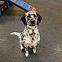 animal, attentive, black_and_white, blue, companion, cute, dog, ears, floor, fur, indoor, looking, orange, pet, play_area, ramp, sitting, spotted_dog, tail, training