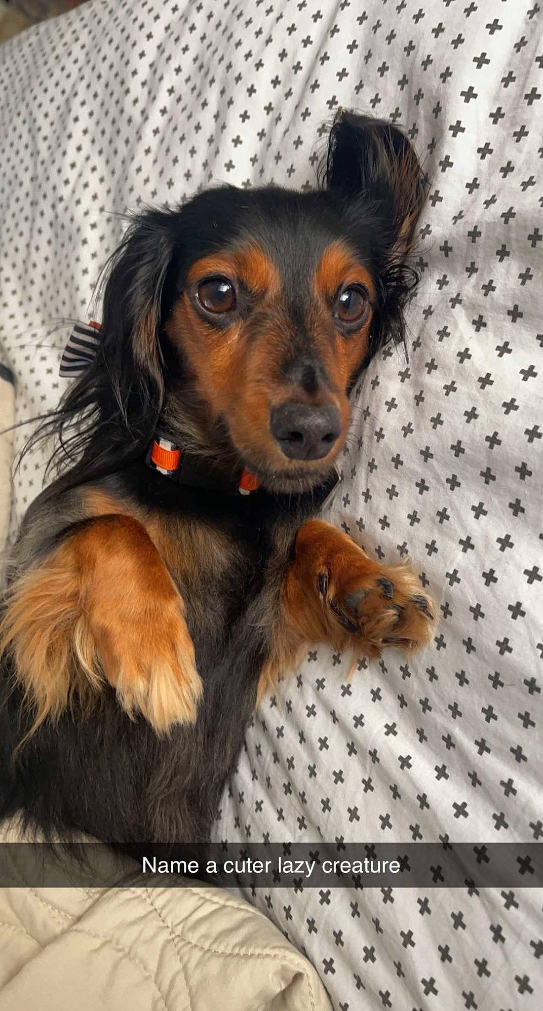 Olive joined the competition — help win amazing prizes! canidae, carnivore, companion_dog, dog, dog_breed, fawn, fur, liver, pattern, pet_supply, puppy, snout, sporting_group, toy_dog, whiskers, working_animal, working_dog