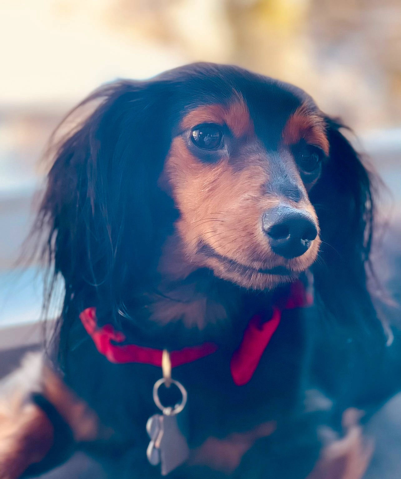 Olive is registered to the contest to win money with this photo: canidae, carnivore, close_up, collar, companion_dog, dog, dog_breed, dog_collar, electric_blue, fur, gun_dog, happy, liver, long_hair, magenta, mammal, snout, spaniel, sporting_group, whiskers