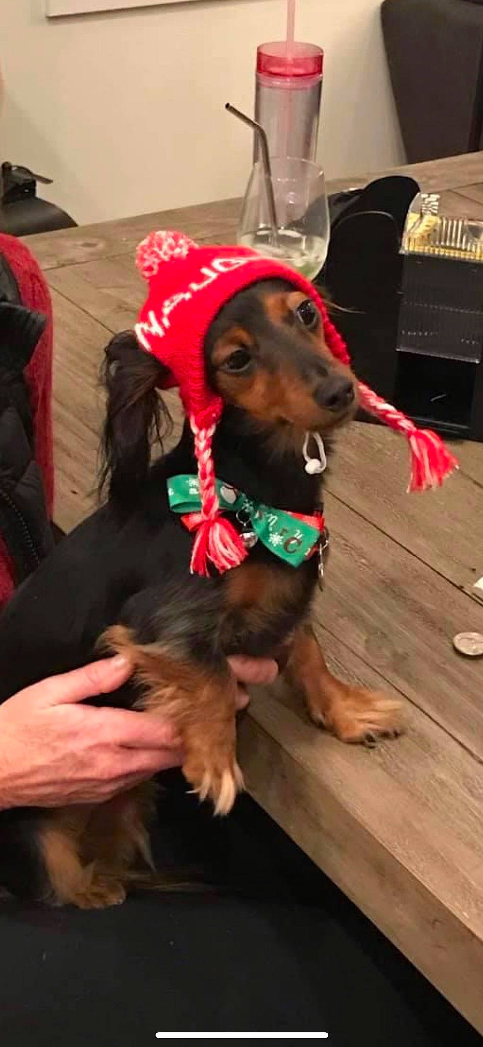 Olive is registered to the contest to win money with this photo: canidae, carnivore, collar, companion_dog, computer_keyboard, dog, dog_breed, dog_clothes, dog_collar, dog_supply, fashion_accessory, fawn, fur, hat, leash, liver, pet_supply, snout, sporting_group, working_animal