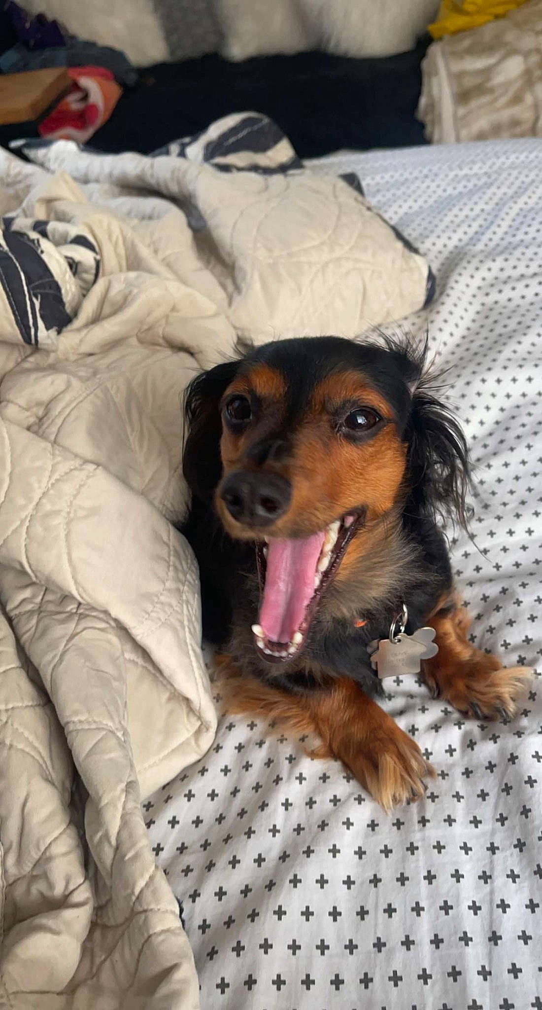 Olive joined the competition — help win amazing prizes! canidae, carnivore, comfort, companion_dog, dog, dog_breed, dog_supply, fawn, fur, guard_dog, liver, paw, smile, snout, sporting_group, toy_dog, whiskers, working_animal, working_dog