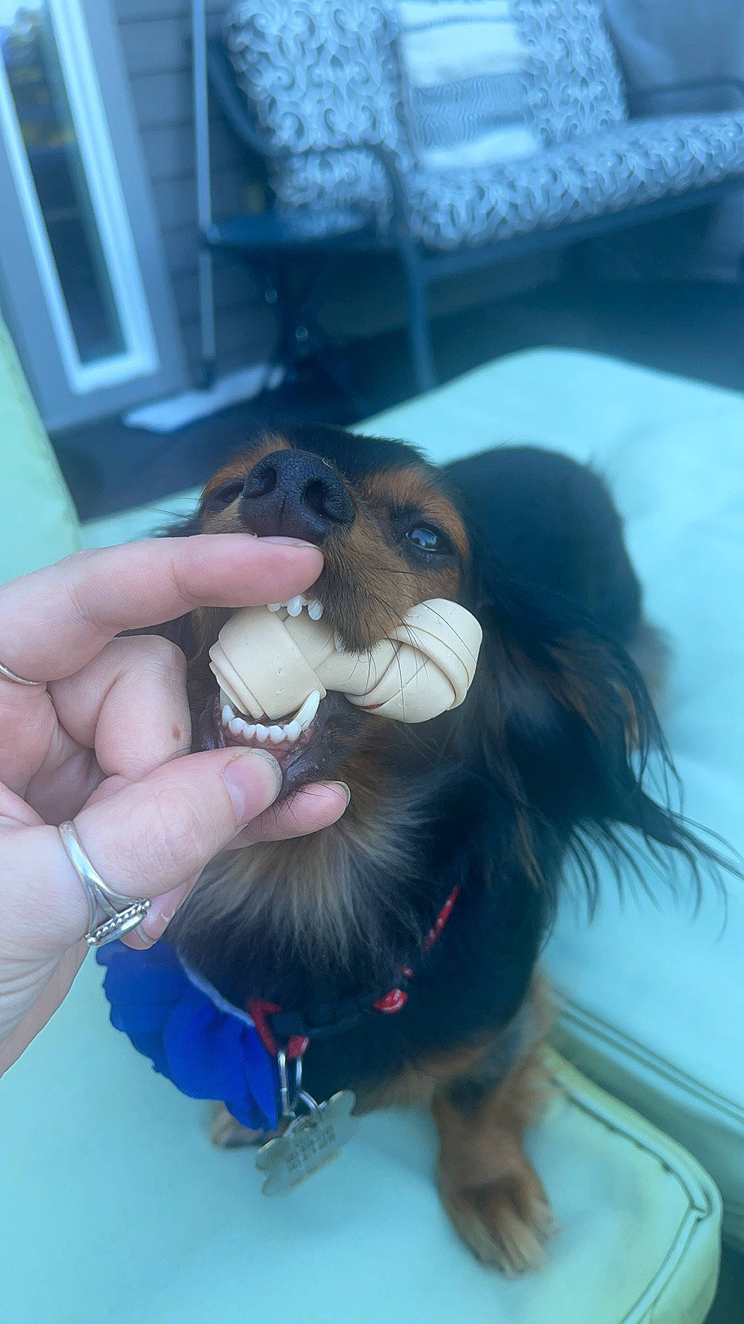 Olive joined the competition — help win amazing prizes! canidae, carnivore, companion_dog, dog, dog_breed, dog_collar, ear, fawn, gesture, happy, jaw, mammal, nail, paw, smile, snout, sporting_group, sunglasses, toy_dog, working_animal